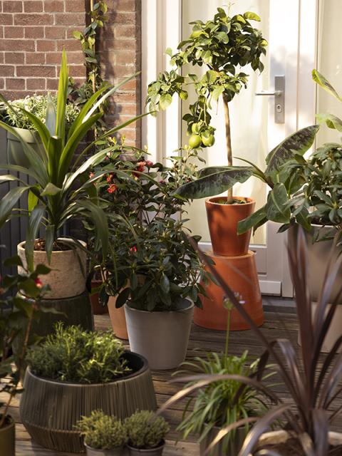 balkonplanten | planten balkon zon en schaduw 